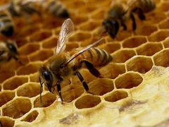 Продаются семьи пчёл