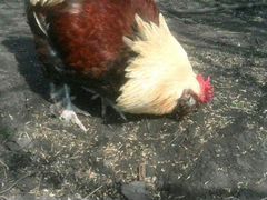 Фавероль лососевый(цыплята), 3 недели