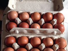 Яйца инкубационные маран
