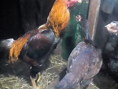 Бойцовские, инкубационные яйца