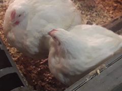 Цыплята-Бройлеры на мясо