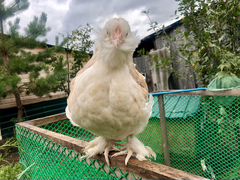 Фавероль Лососевая Инкубационное яйцо, цыплята