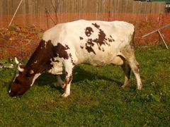 Продается стельная корова Айширской породы