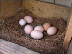 Инкубационное яйцо Мускусной утки