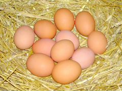 Куринные яйца на инкубацию