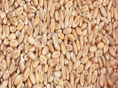 Зерно. пшеница