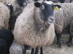 Продам Романовских овец
