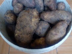Картофель крупный на еду, семена