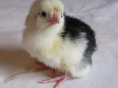 Цыплята и инкубационное яйцо Пушкинские