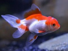 В продаже Оранда красная золотая рыбка