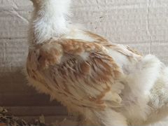 Цыплята Кохинхин Белое Золото вывод от 4 февраля