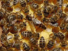 Пчёло семьи на высадку