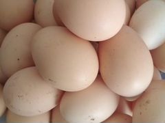 Яйца инкубационные