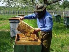 Пчелы, пчелосемьи, пасека