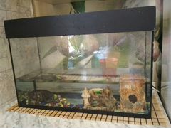 Водоплавающая черепаха и аквариум