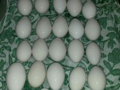 Инкубационое гусиное яйцо