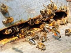 Качественные пчелопакеты