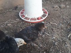Цыплята инкубационное яйцо