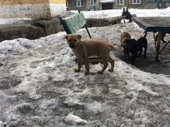 6 щенков ищут хозяина