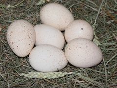 Инкубационные яица домашних индюков