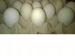 Гусиное инкубационное яйцо « Линда»
