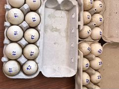 Инкубационное яйцо утиное