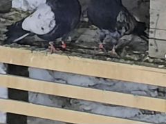 Продам кировоградских голубей