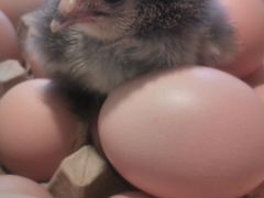 Инкубационное яйцо и подросшие цыплята кур (Брама)