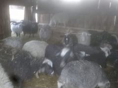 Бараны, овцы и овечки