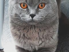 Котята от вислоухого кота