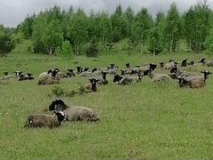 Продам овцы романовской породы