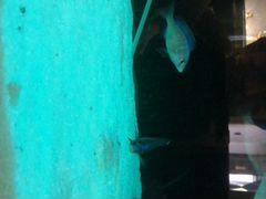 Малавийские цихлиды группа утака 2самца дельфина
