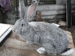 Кролики породы серый великан