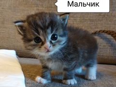 Котята сибирские