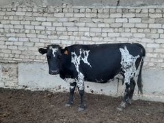 Корова с телёнком 60 тыс