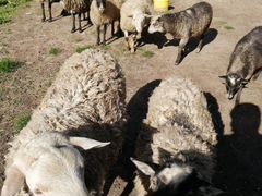 Баран и овцы