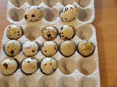 Яйцо перепелинное инкубационное, калиброванное