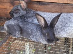 Кролики пароды Калифорнийское серебро