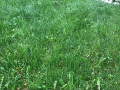 Свежескошенная газонная трава