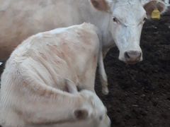 Корова с теленкам. корова 4.5 год .телка 6 месяц