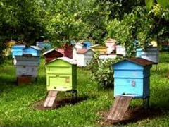 Пчелы,улья и мед