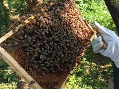 Продам пчелосемьи, рои