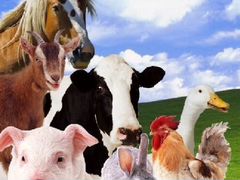 Корма для сельскохозяйственных животных