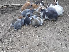 Кролики и петушки