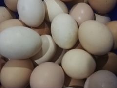 Яйцо птицы