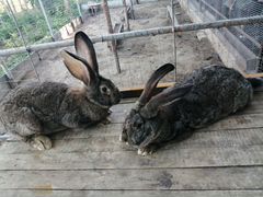 Кролики порода Фландер великан