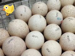 Инкубационное яйцо кобб 500 (Чехия)