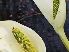 Белокрыльник болотный растение в пруд