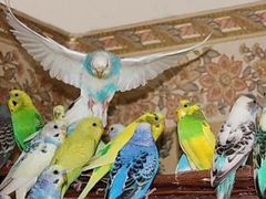 Волнистые попугаи и другие породы
