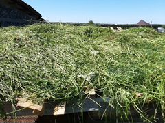 Продам свежескошенную траву и сено в мешках